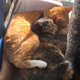 Image for article titled The Cats Of Kotaku